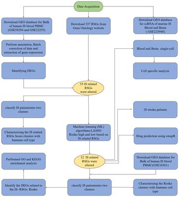 Identification of ribosome biogenesis genes and subgroups in ischaemic stroke